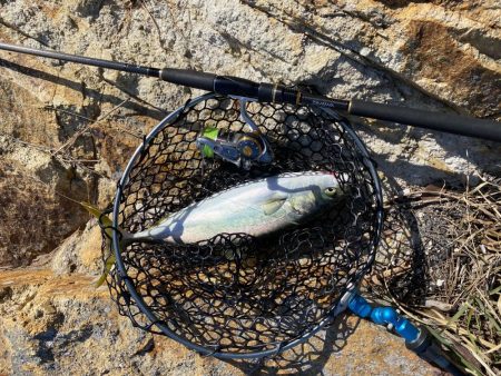 短時間　ショアジギ