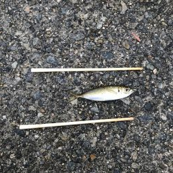 おじゃま虫　大集合