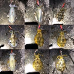 2020 佐渡ヶ島エギング 28回目