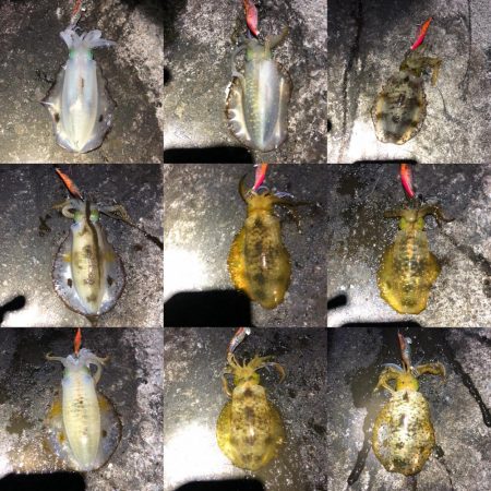 2020 佐渡ヶ島エギング 28回目