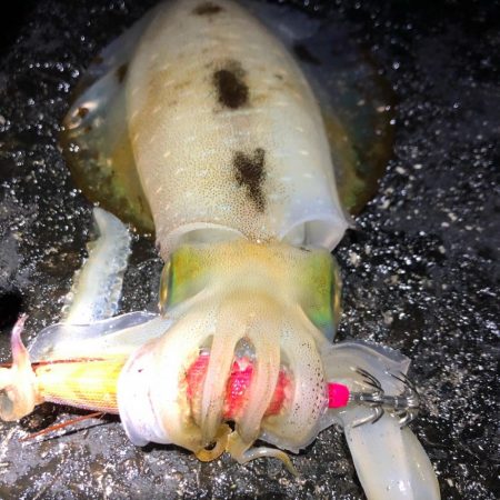 2020 佐渡ヶ島エギング 37回目