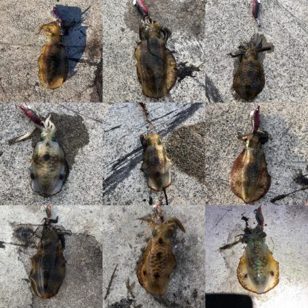 2020 佐渡ヶ島エギング 25回目