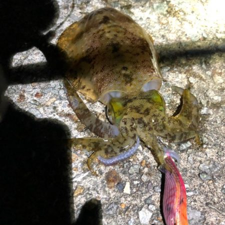 2020 佐渡ヶ島エギング 35回目