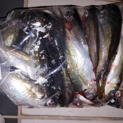 アジング自己最多!