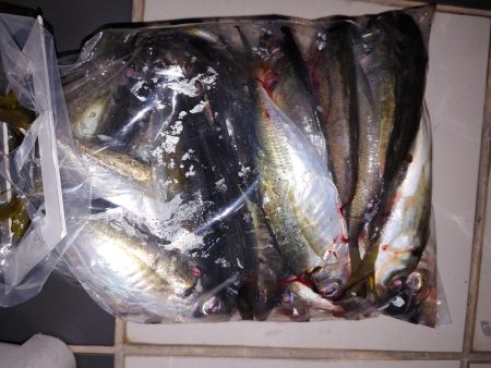 アジング自己最多！