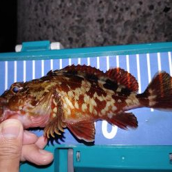 アジング自己最多記録再更新