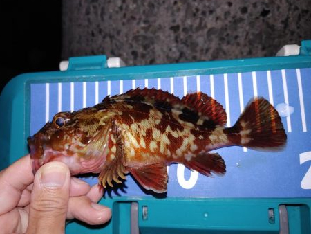 アジング自己最多記録再更新