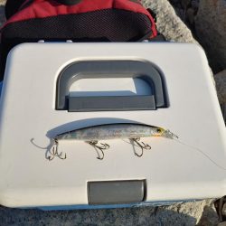 フラットフィッシュゲーム