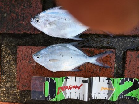 コバンアジ3匹、ムロアジ1匹