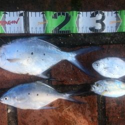 シマアジ、アイゴ、コバンアジ等