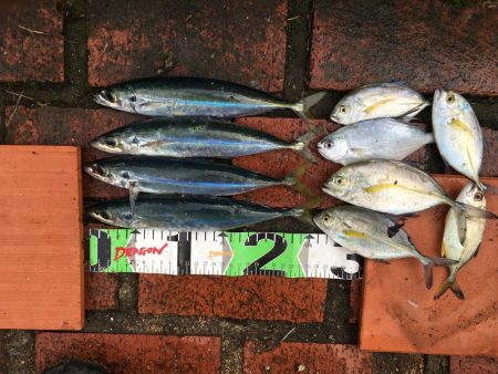 シマアジ、サンノジ、ムロアジほか