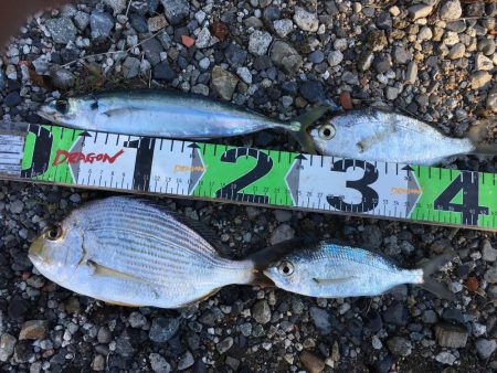 尺シマアジ、サンノジ40㎝ほか