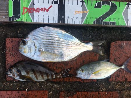 サンノジ2匹、ボラ2匹ほか