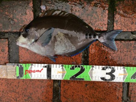 サンノジハゲ、ボラ2匹