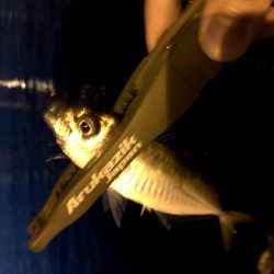 早朝アジングin大阪舞洲15（20201002）