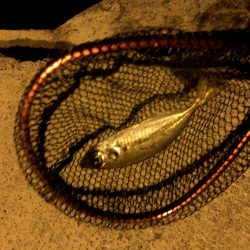 早朝アジングin大阪舞洲20（20201014）