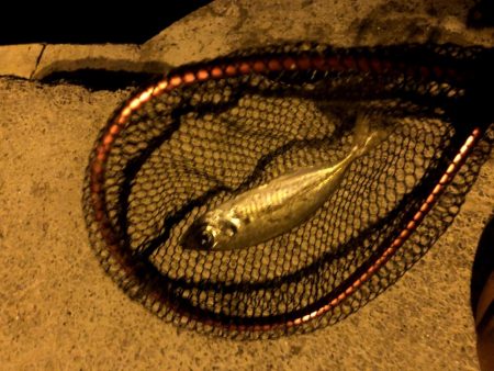 早朝アジングin大阪舞洲20（20201014）