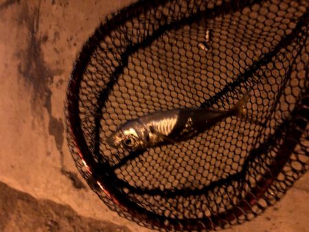 早朝アジングin大阪舞洲21（20201016）