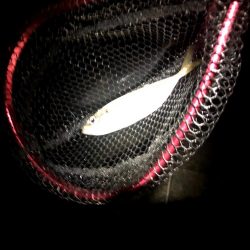 潮がわるい大阪舞洲で今日も苦戦中