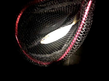 潮がわるい大阪舞洲で今日も苦戦中