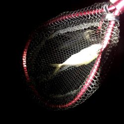 豆アジの活性少し戻るが超ショートバイトが続く