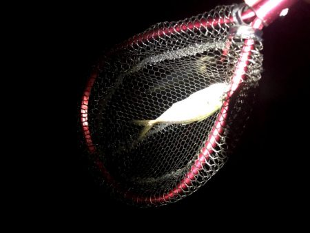 豆アジの活性少し戻るが超ショートバイトが続く