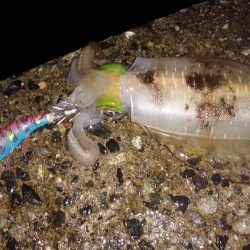 いろんなアタリ