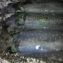 マヅメにエギング