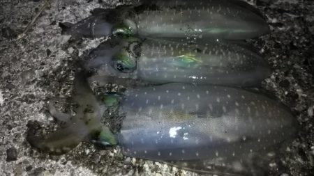 マヅメにエギング