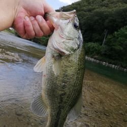 ギルフラット一択