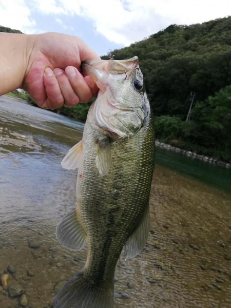 ギルフラット一択