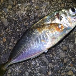 　良型アジ入れ喰い