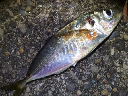 　良型アジ入れ喰い