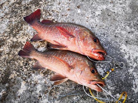 今朝もマングローブジャック