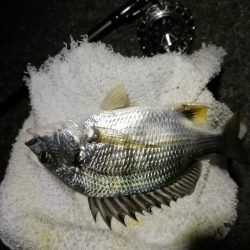 （2020/10/20 南港ヘチ釣り　 真チヌ キビレチヌ ガシラ 釣果有り）