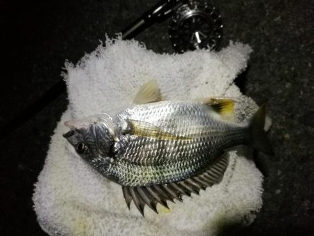 （2020/10/20 南港ヘチ釣り　 真チヌ キビレチヌ ガシラ 釣果有り）