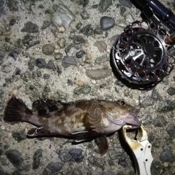 （2020/10/21 南港ヘチ釣り　 真チヌ キビレチヌ ガシラ メジナ 釣果有り）