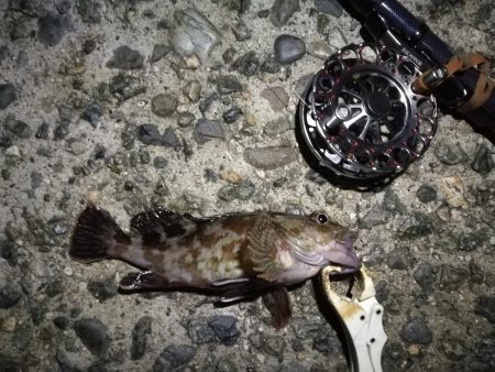 （2020/10/21 南港ヘチ釣り　 真チヌ キビレチヌ ガシラ メジナ 釣果有り）