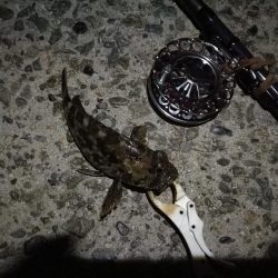 （2020/10/24 南港ヘチ釣り　 キビレチヌ ガシラ 釣果有り）