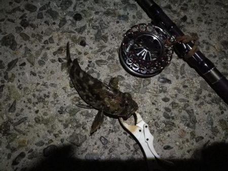 （2020/10/24 南港ヘチ釣り　 キビレチヌ ガシラ 釣果有り）