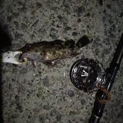 (2020/10/25 南港ヘチ釣り 真チヌ キビレチヌ ガシラ 釣果有り)