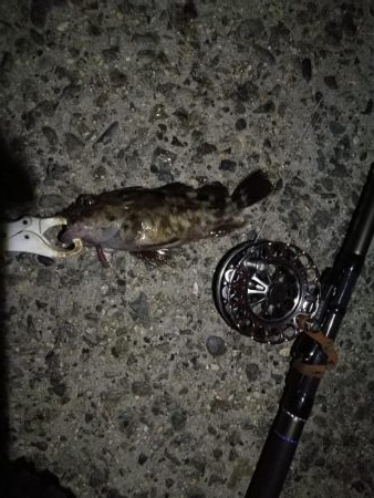 (2020/10/25 南港ヘチ釣り 真チヌ キビレチヌ ガシラ 釣果有り)