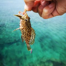 ファミリーフィッシング