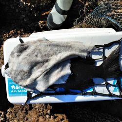 フカセ‥最高ですネ・・