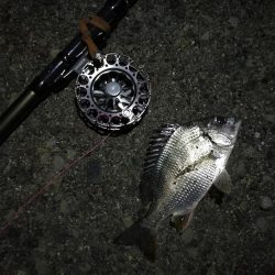 （2020/10/30 南港ヘチ釣り　 キビレチヌ45㎝ ガシラ 釣果有り）