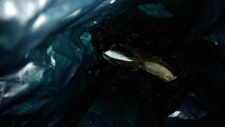 西国回りの序でに