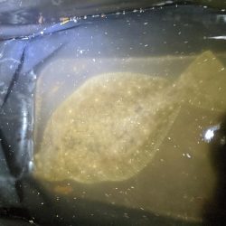 タチウオ夜釣り釣行