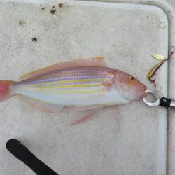 友人操舵のボート釣りは楽しかった!