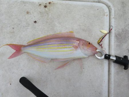 友人操舵のボート釣りは楽しかった!