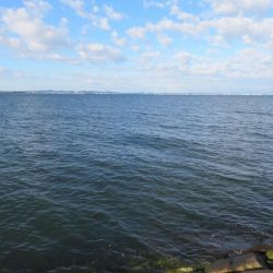 なんとヒラメをゲット！